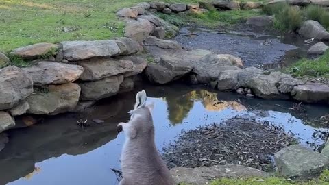 Dancing Kangaroo