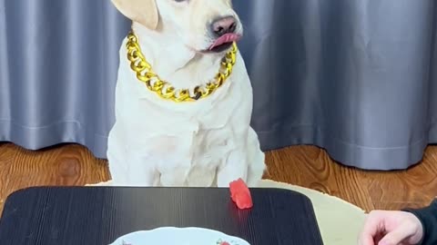 原来狗狗也会如此惜命…It turns out that dogs cherish their lives so much.…