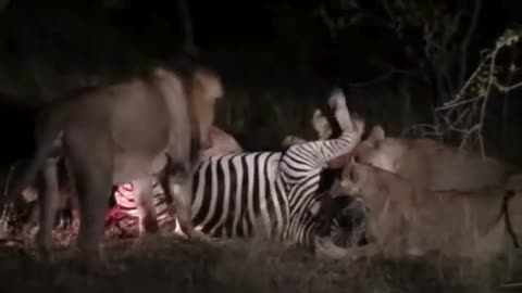 Lions Tear Into Zebra Kill 🦁🩸 Savage Feast in the Wild!