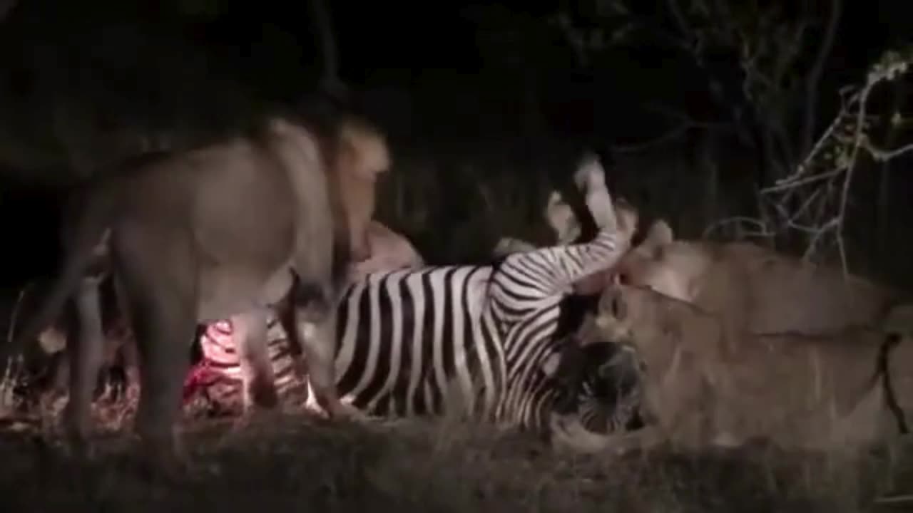 Lions Tear Into Zebra Kill 🦁🩸 Savage Feast in the Wild!