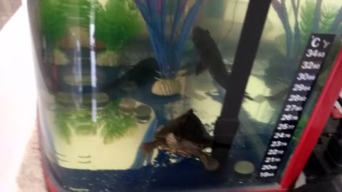 TURTLE my fevret