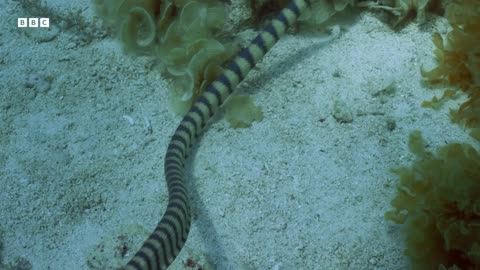 ‎Breathtaking Wildlife of Japan in 4K UHD | BBC Earth