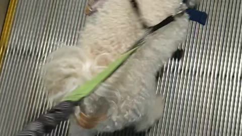 Riding on Travellator