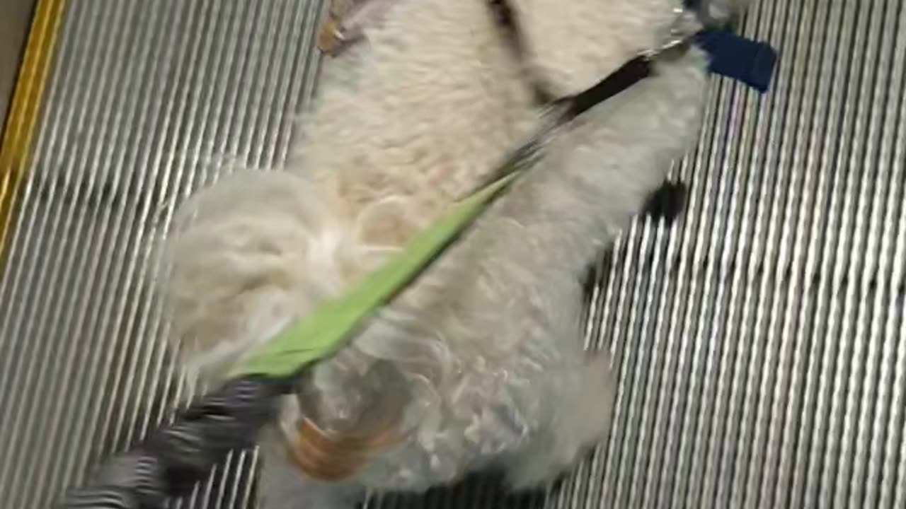 Riding on Travellator