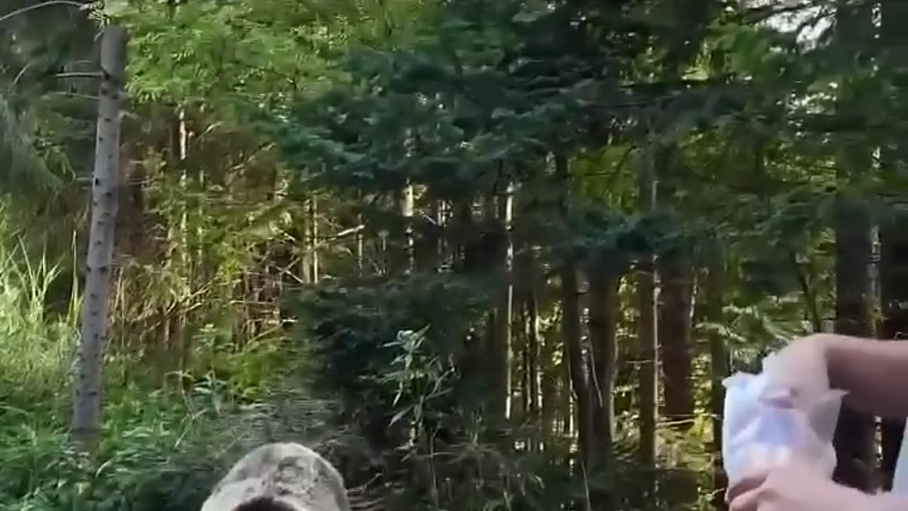 Bear Attacks Man Who Tried to Feed it! #bear