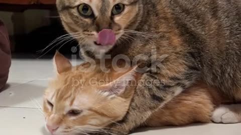 Cat fight