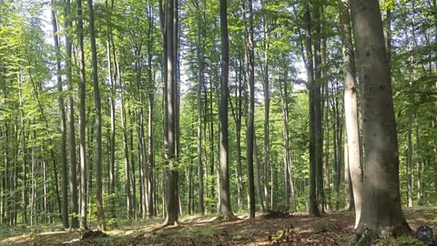 Peaceful Forest Ambience 🌞 Birds, Leaves, Crickets | Nature Sounds for Relax