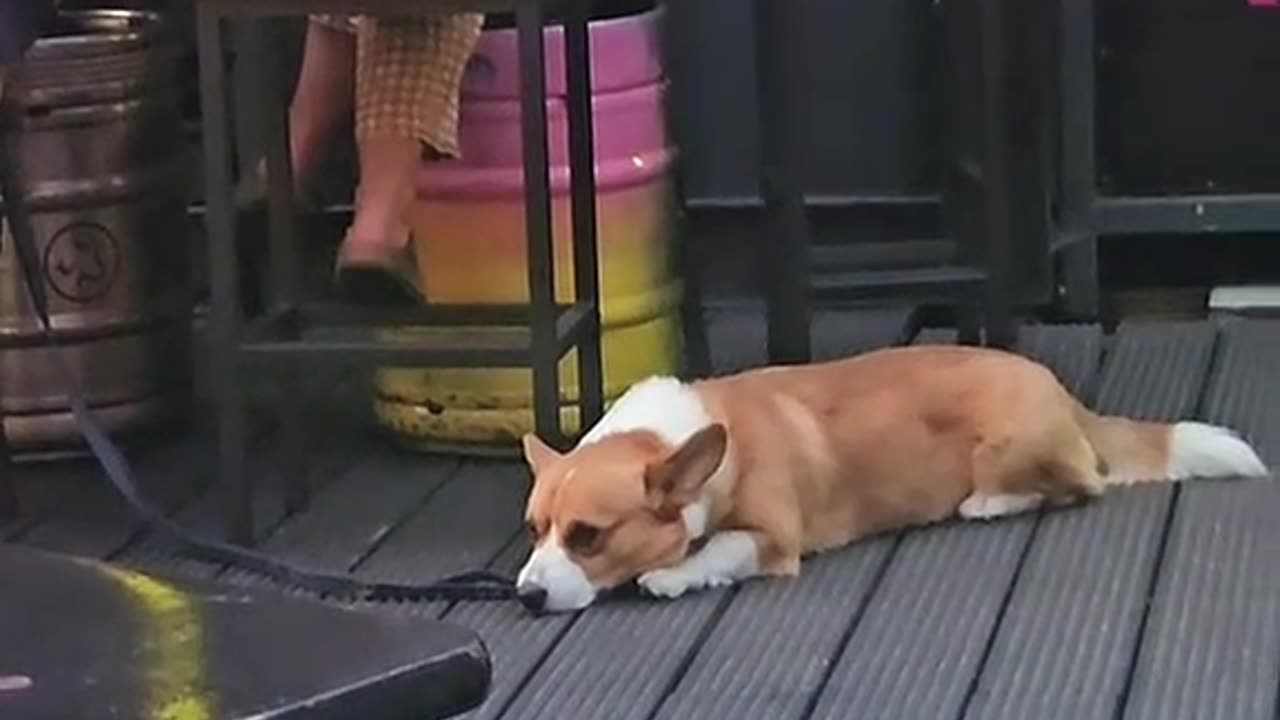Dog smile me