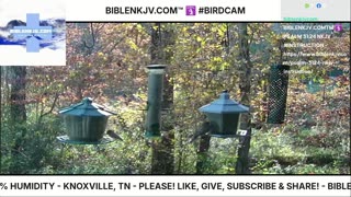 BIBLENKJV.COM™ 🛐 11/05/2025 #LIVE #BIRDCAM #WEATHER