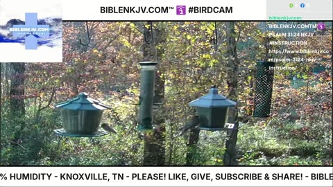 BIBLENKJV.COM™ 🛐 11/05/2025 #LIVE #BIRDCAM #WEATHER