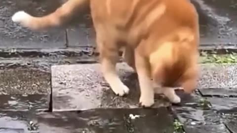 Funny cat