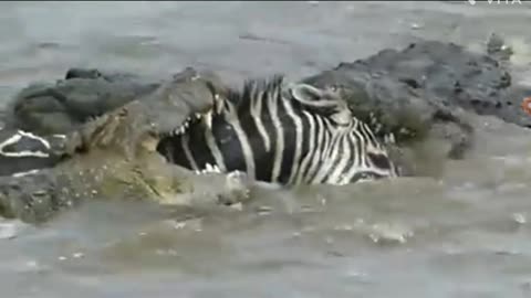 Crocodiles Eating a zeebra alive..