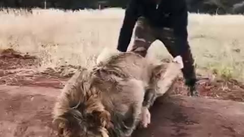 Scaring a Lion #shorts
