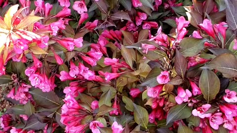 Wine and Roses Weigela, rosy pink flowers in spring, June 2025