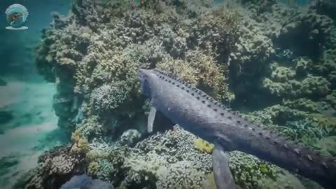 Blue Whale