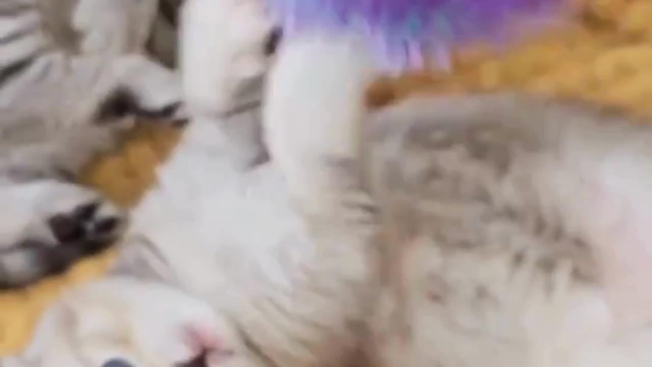 This cat’s cuteness level: ∞! 😻 #FYP"Kitty Chaos! 😹🐾 & Cutest Cat #FunnyCatVideos
