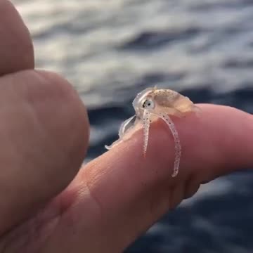 Smallest octopus