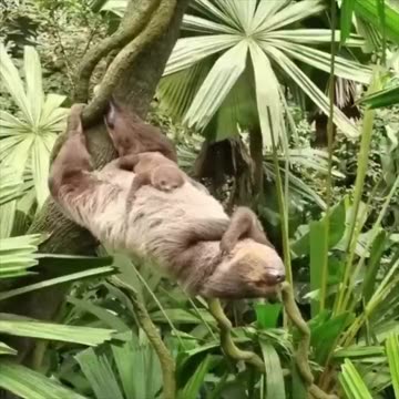 Next level planking.. 😂