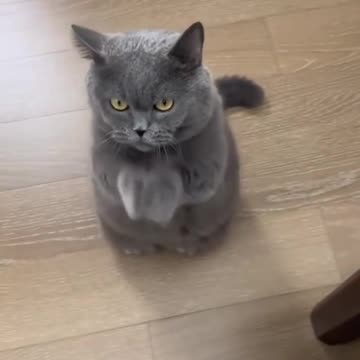 “😺🍽 Cats Asking for Food – Smart & Adorable Pets!”