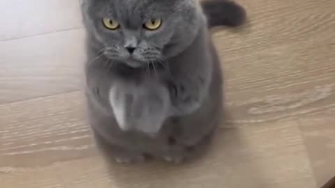 “😺🍽 Cats Asking for Food – Smart & Adorable Pets!”