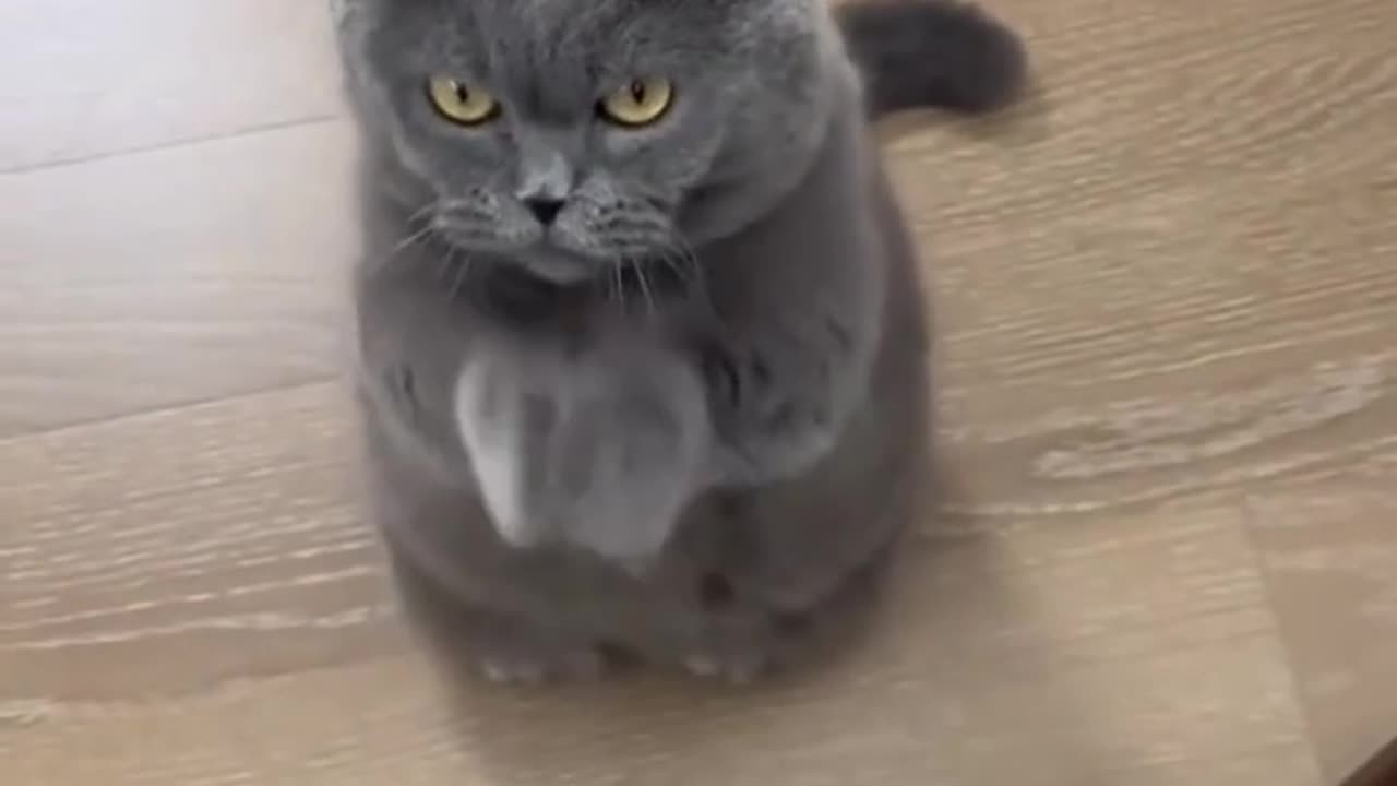 “😺🍽 Cats Asking for Food – Smart & Adorable Pets!”