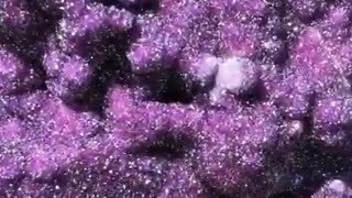 Look at the Size of these enormous amethysts formed in the Earth
