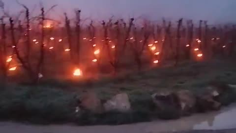 Farmers In Spain Are Lighting Kerosene Cans Near Their Fruit Trees