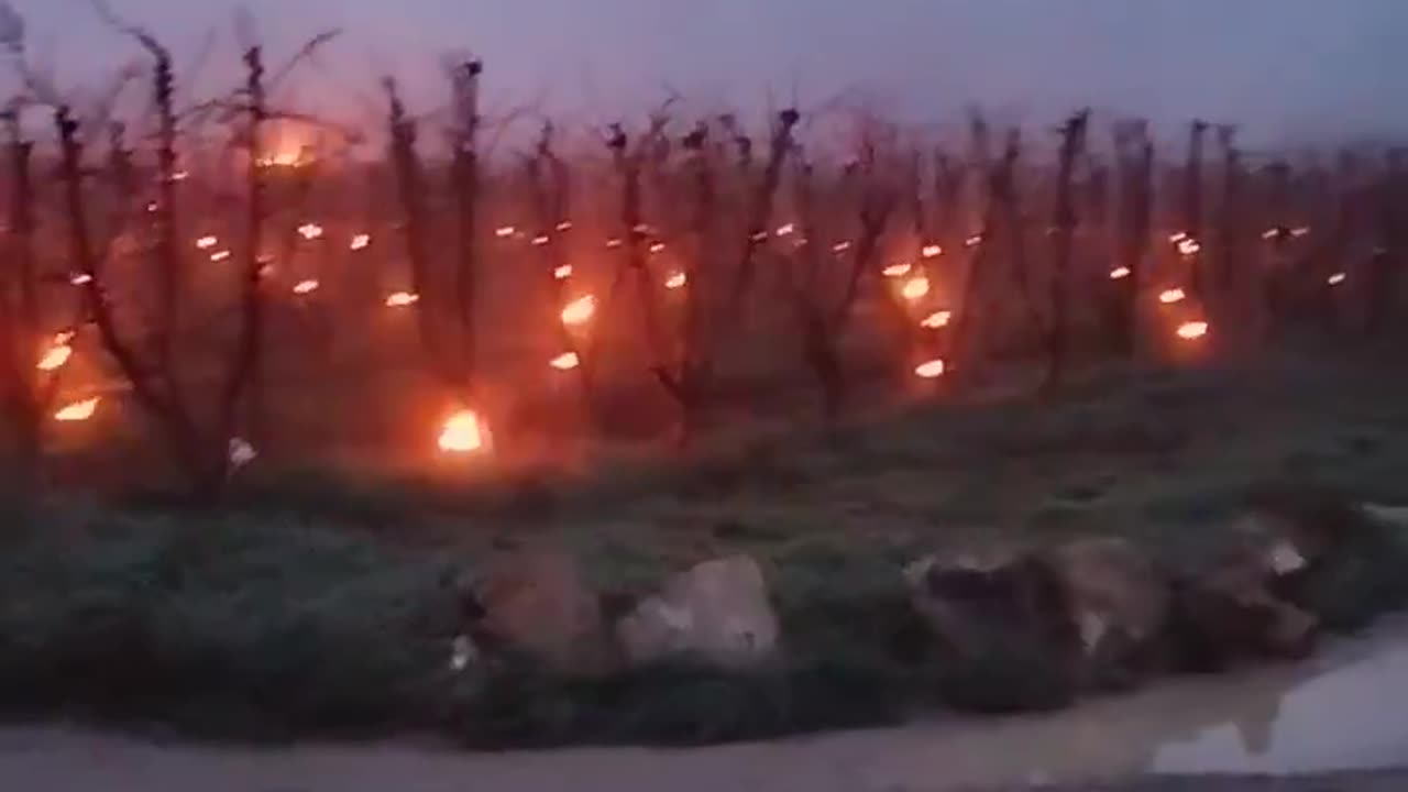Farmers In Spain Are Lighting Kerosene Cans Near Their Fruit Trees