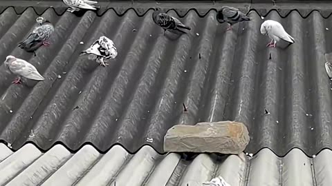 birds funny