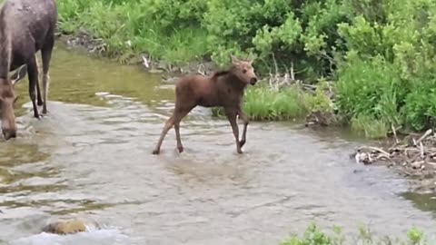 Baby Moose Splashes in Water