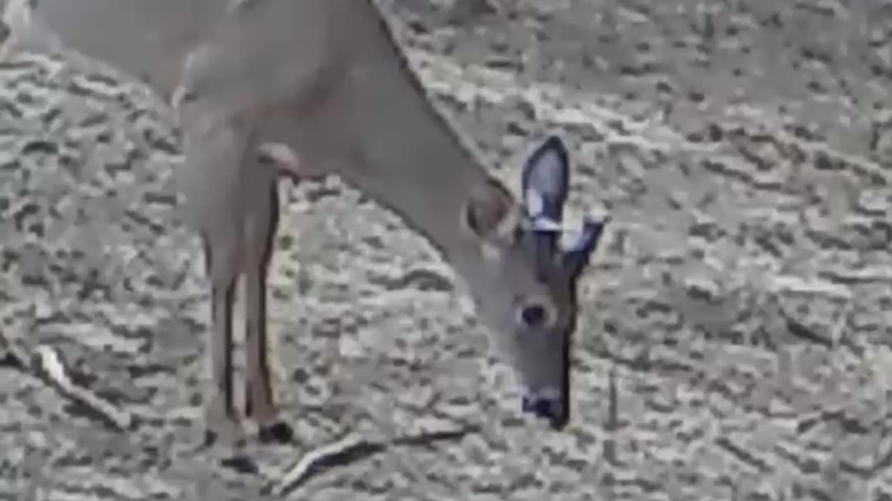 This Buck Has Great Potential - April 18th Velvet Buck