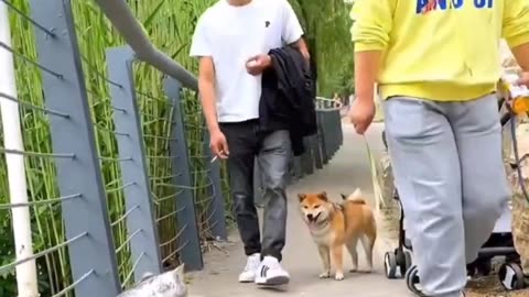 Heartwarming Cats | Cuteness Overload Guaranteed 🐾💕
