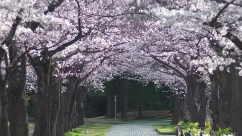 Therapeutic Sounds for Heart & Vascular Health 🌿 Soothing Music to Rejuvenate Your Nervous System