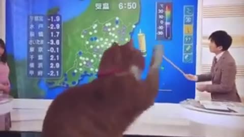 Funny cats