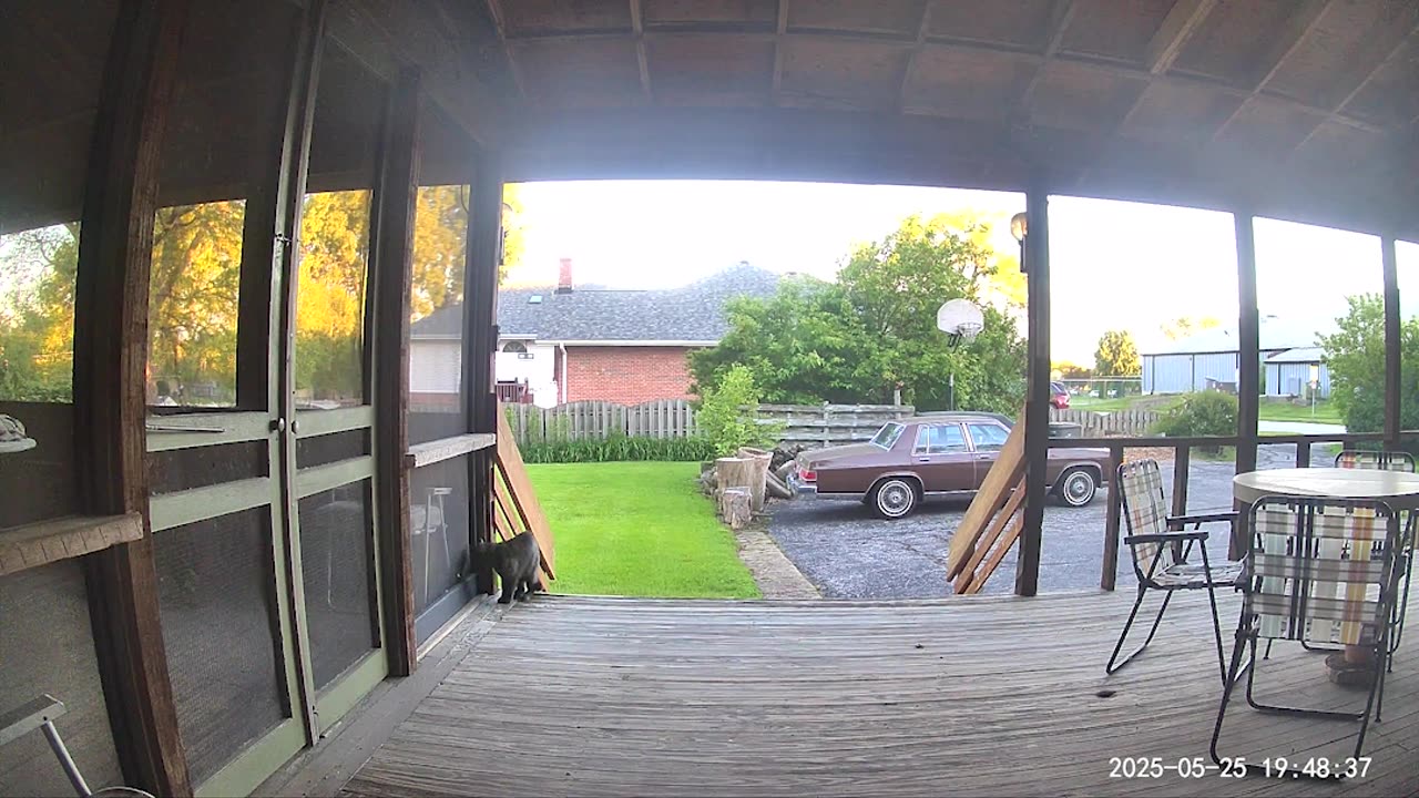 Ninja Cat Attack