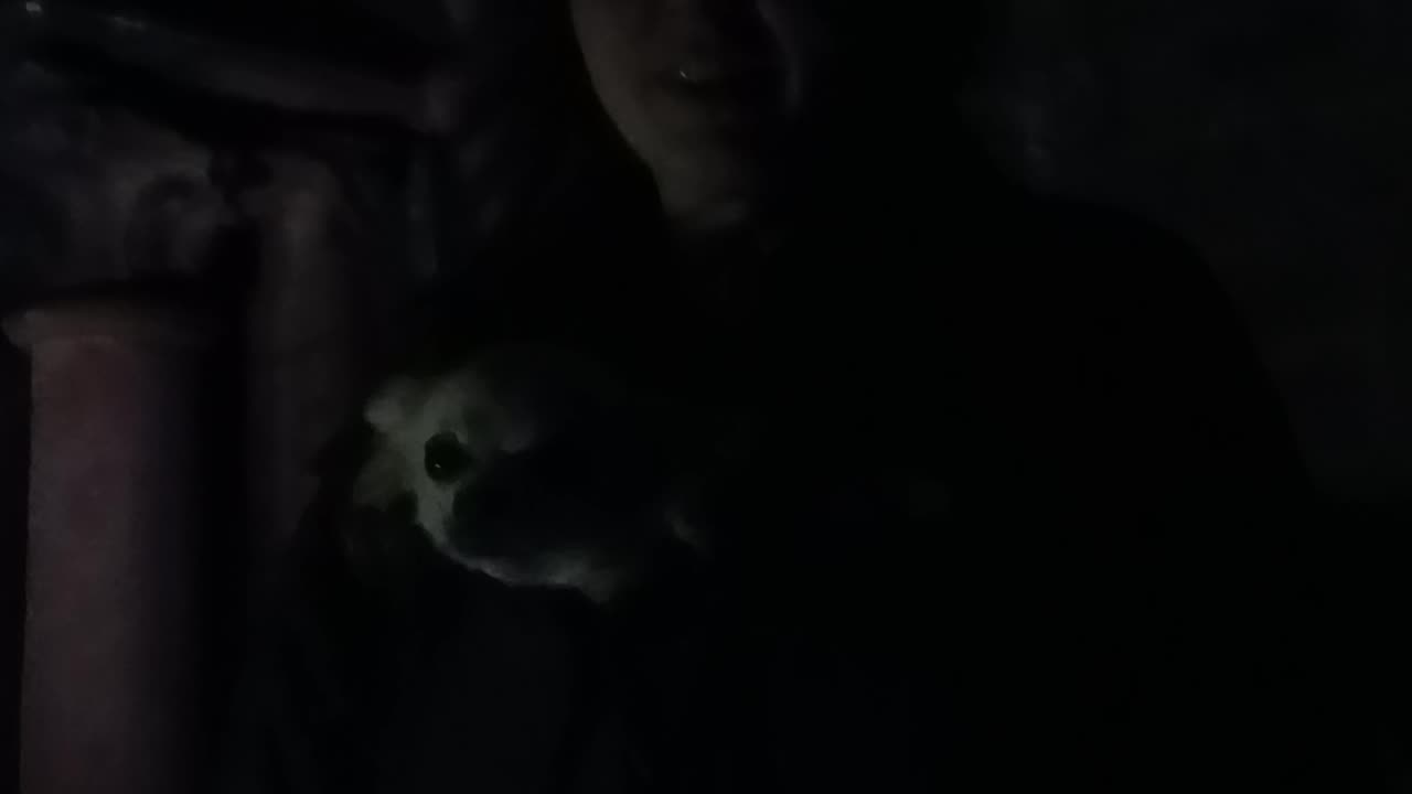 Chair maker finds spiders