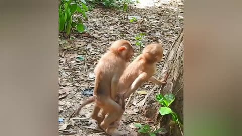 Monkey mating