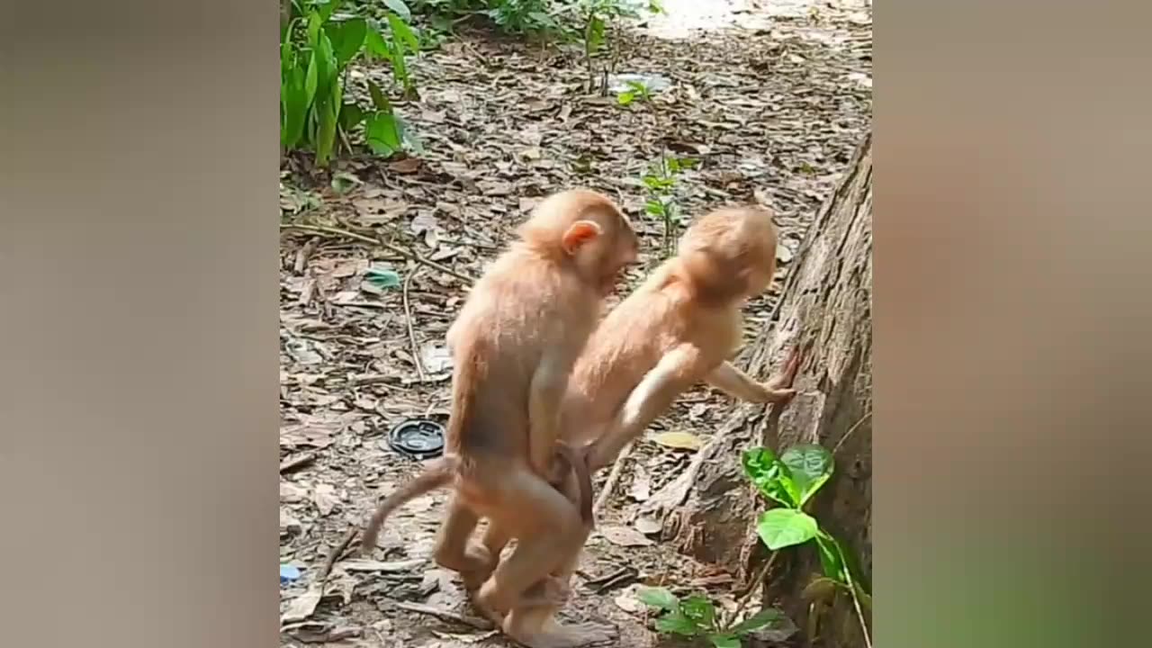 Monkey mating
