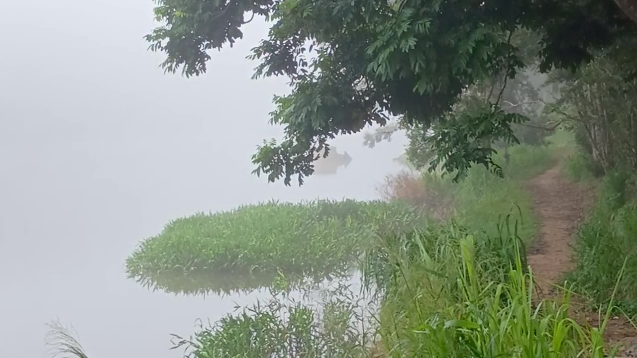 4.3.2025 The Barron River, Kuranda