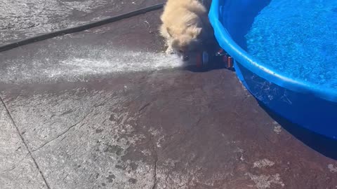 Fearless Beowulf Turns on Water Spray