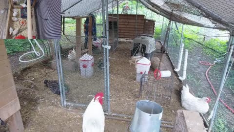 Chicken Live Stream