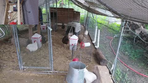 Chicken Live Stream