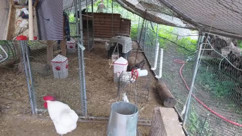 Chicken Live Stream
