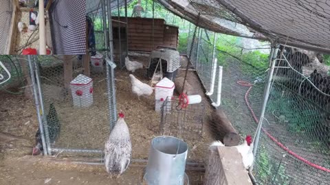 Chicken Live Stream