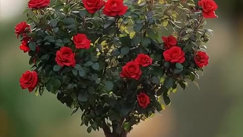 Natural shots video