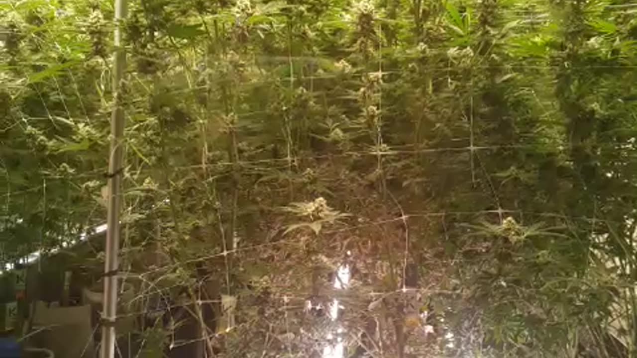 The Heavenly Flower Room