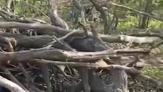 ⚔️👣 Ukraine Russia War | Russian Soldiers Pass Fallen Ukrainian Troops at Frontline | RCF