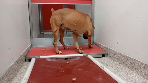 Soren 1y A877705 kennel 173 PACC shelter laidback guy was wishin 4 a doggie walk, lover2025101935