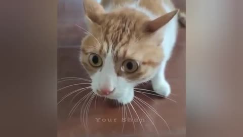 Cat funny moment