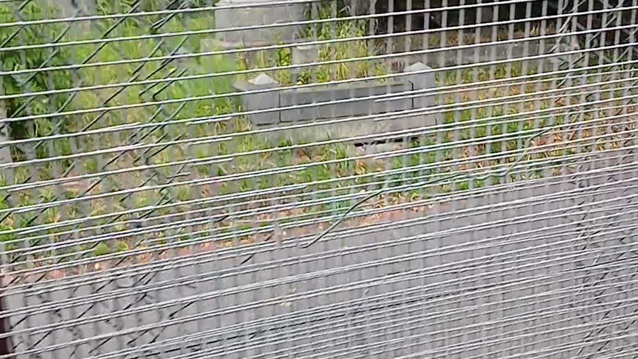 The fence VIOLATED BY THE ENTITLED ONES